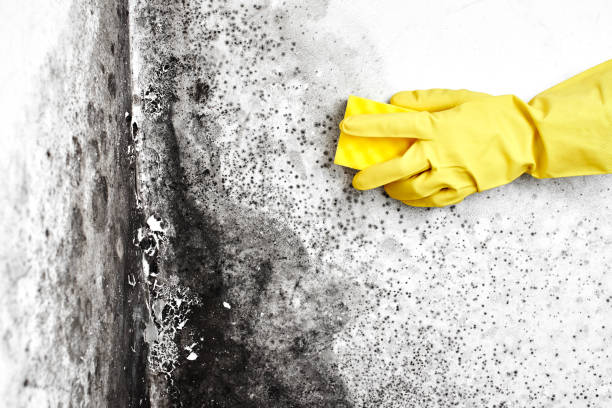 Best DIY Mold Remediation Support Services in Genoa, IL