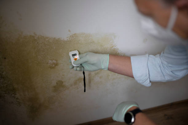 Best Kitchen Mold Remediation in Genoa, IL
