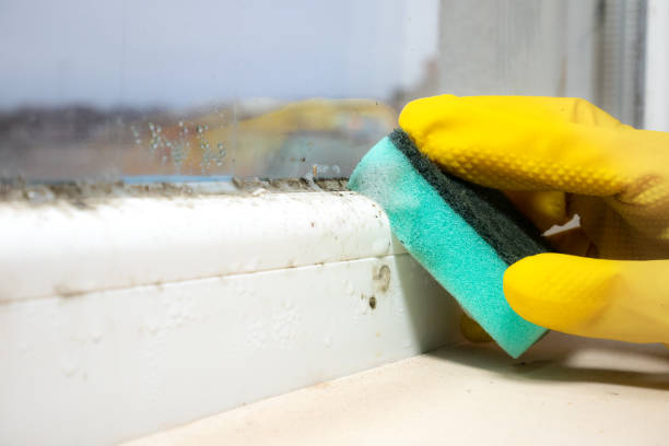 Best Mold Remediation for Specific Building Types in Genoa, IL