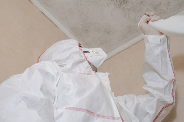 Best Basement Mold Remediation in Genoa, IL