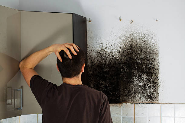 Best Residential Mold Remediation in Genoa, IL