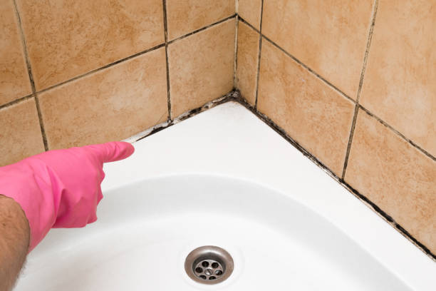 Best Post-Flood Mold Remediation in Genoa, IL