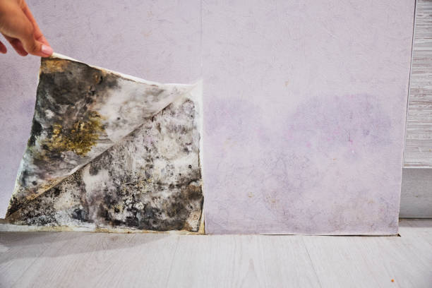 Best Health and Safety Mold Remediation in Genoa, IL